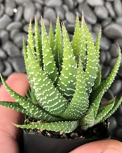 Haworthia Zebra Succulent with Pot