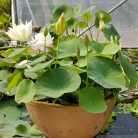 First Fall Micro Lotus Tuber