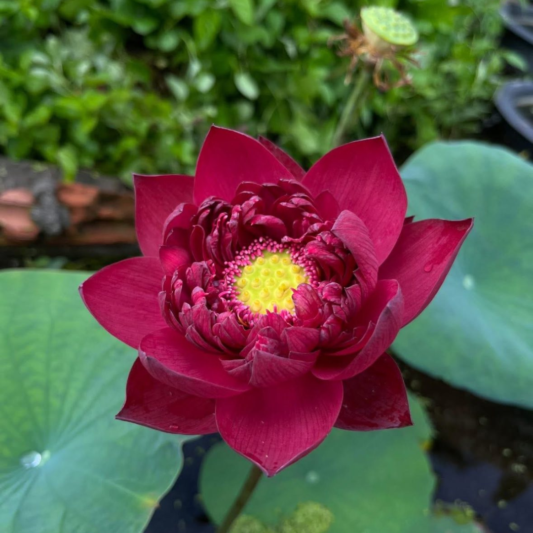 Wan Cheng Lotus Tuber