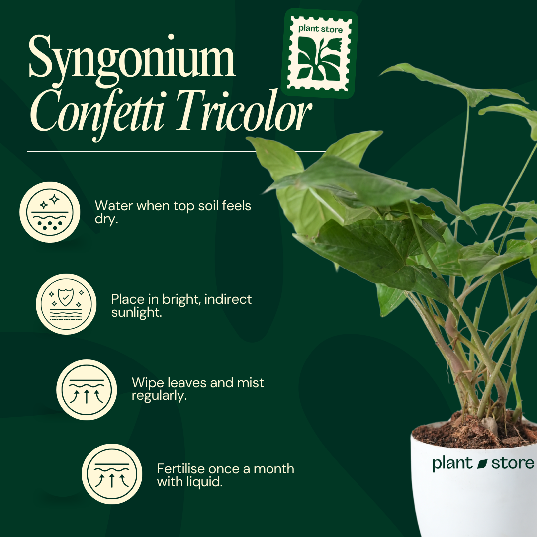 Syngonium Green