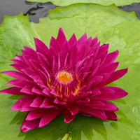 Bull's Eye Tropical Waterlily