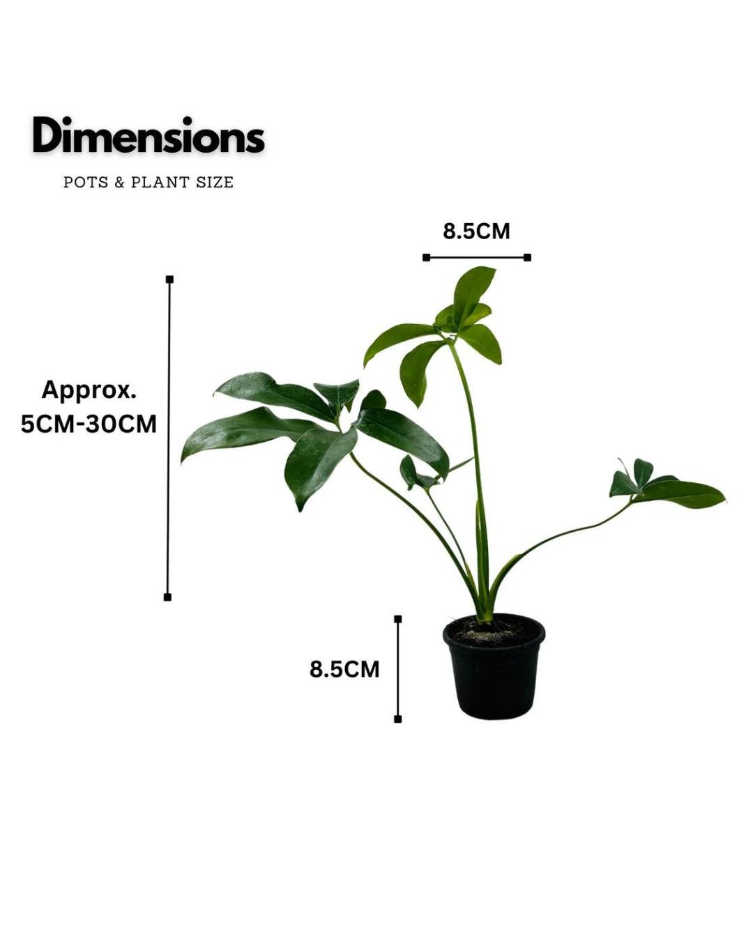 Philodendron Goeldii - plant store® 