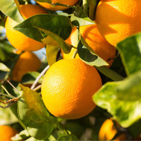 Valencia Orange Grafted Tree