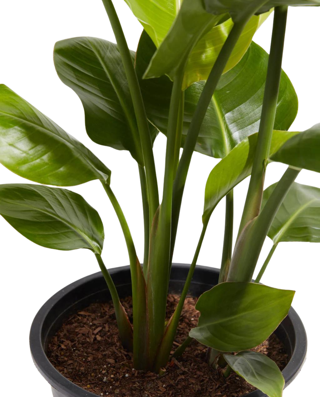 Bird Of Paradise Plant ( Strelitzia Reginae ) with Pot