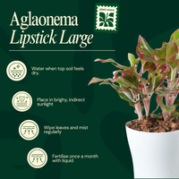 Aglaonema Lipstick Indoor Live Natural Plant
