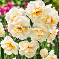 Daffodils - Abba Double petal (Imported)