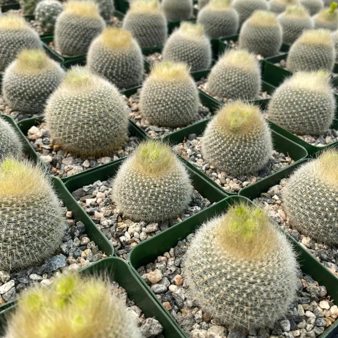 Noto Cactus Graessneri (Bare Rooted)