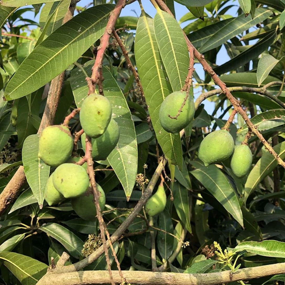 Safeda Mango Grafted Tree
