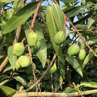 Safeda Mango Grafted Tree