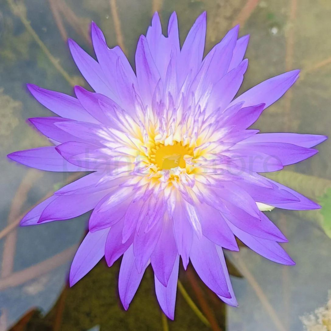 Bi-colour waterlily combo