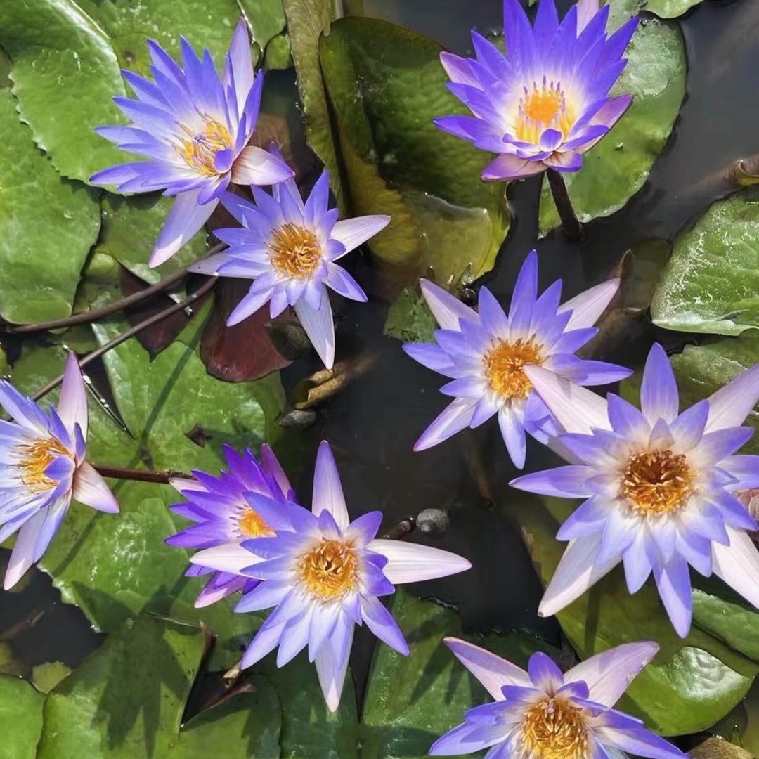 Lady Blue Australian Waterlily