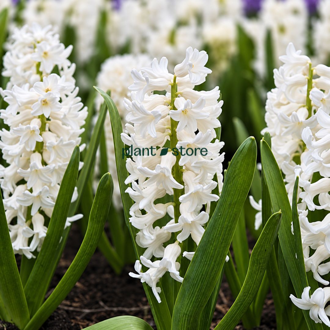 Hyacinth - Aiolos Flower Bulbs (Imported)