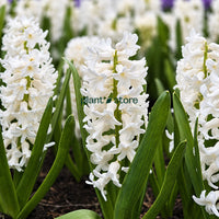 Hyacinth - Aiolos Flower Bulbs (Imported)