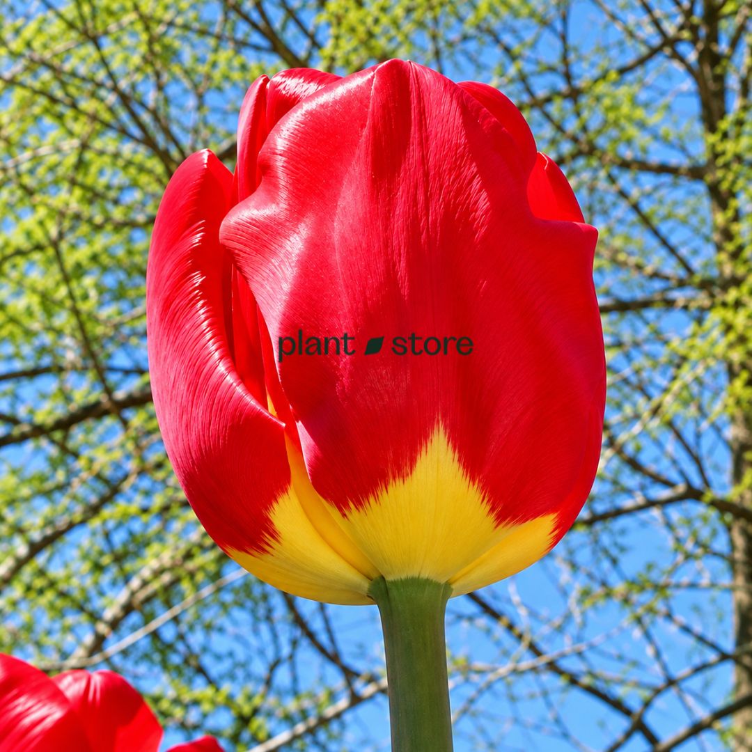 Dutch Tulip Fostery King  Flowering Bulbs (Netherland Imported)