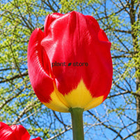 Dutch Tulip Fostery King  Flowering Bulbs (Netherland Imported)