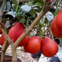 Red Jambura Pomelo Grafted Tree