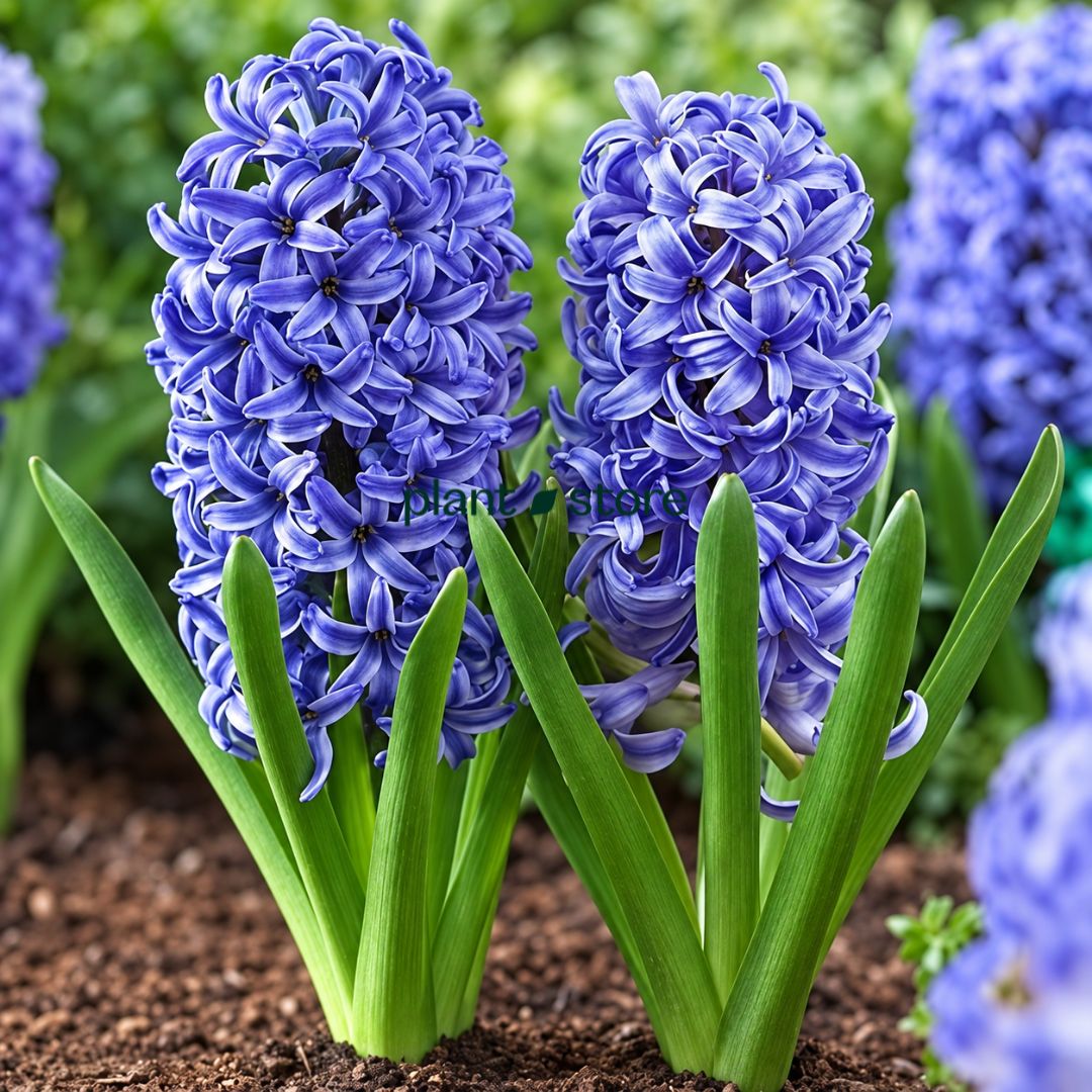Hyacinth - Aqua Flower Bulbs (Imported)