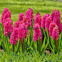 Hyacinth - Jan Bos Flower Bulbs (Imported)