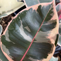 Rubber Plant Tineke, Ficus Elastica