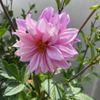 Dwarf Dahlia Flowering Bulbs (Mix Colours)