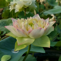 Juliet Lotus Tuber