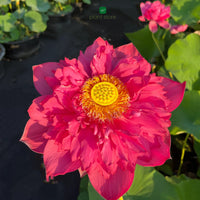 Lotus Red Philip Tuber - plant store® 