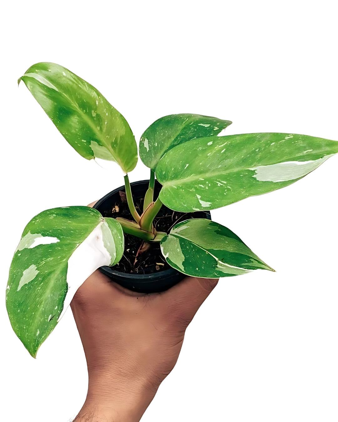 Philodendron White Princess