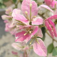 Chitra Splash Grafted Bougainvillea Plant