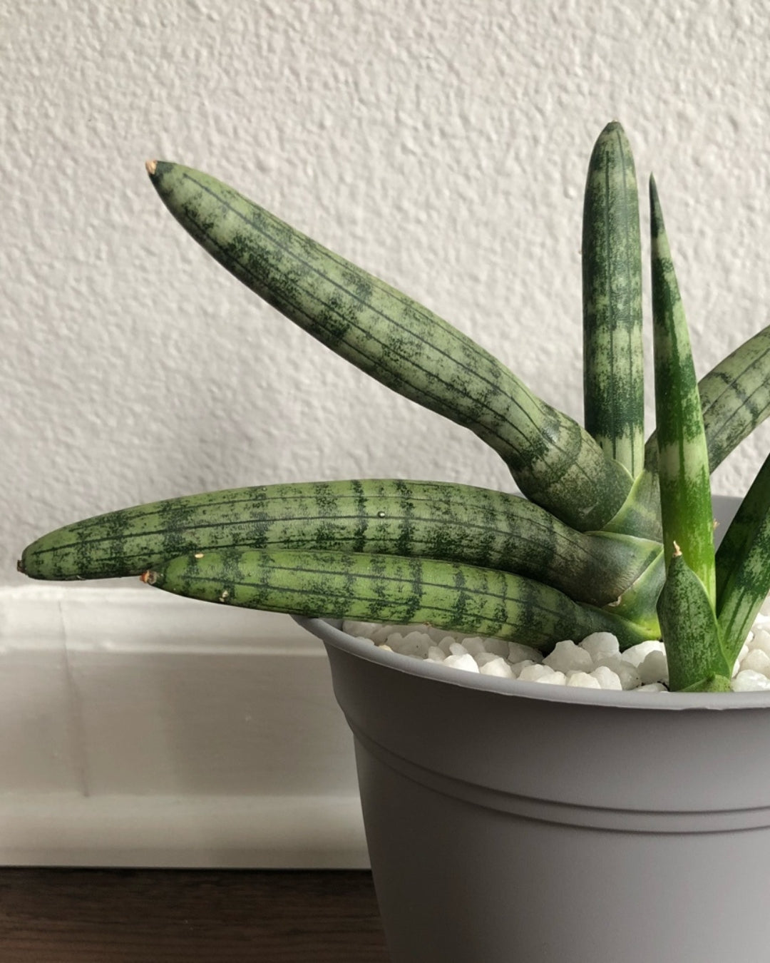 Sansevieria Cylindrica 'Boncel'