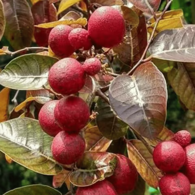 Red Ruby Longan Grafted Tree
