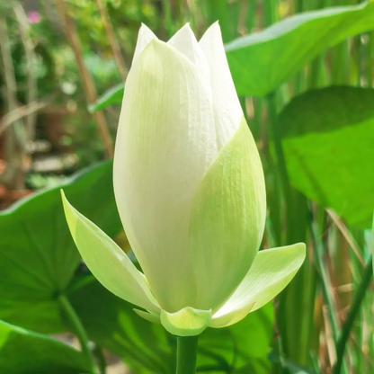 Foreigner Lotus Tuber