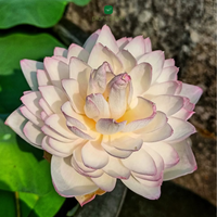 Lotus Amery Camelia Tuber - plant store® 