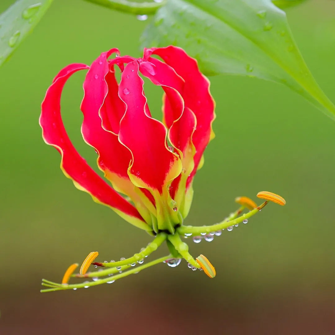 Flame Lily Bulbs (Mix Colour)
