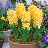 Hyacinth - Gipsy Princes Flower Bulbs (Imported)