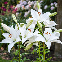 Oriental Lily Bulbs - White Colour