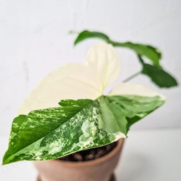 Syngonium Albo Variegated - plant store® 