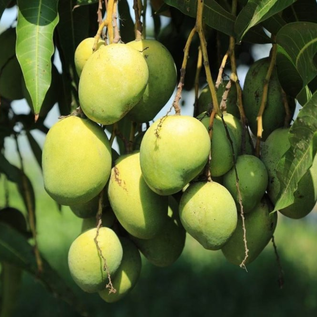 Thailand Three Taste Mango Grafted Tree