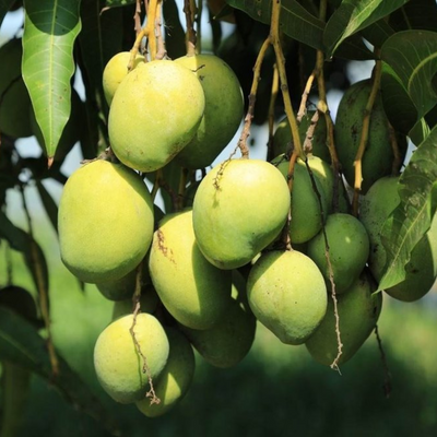 Thailand Three Taste Mango Grafted Tree
