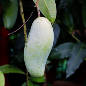Thailand Three Taste Mango Grafted Tree