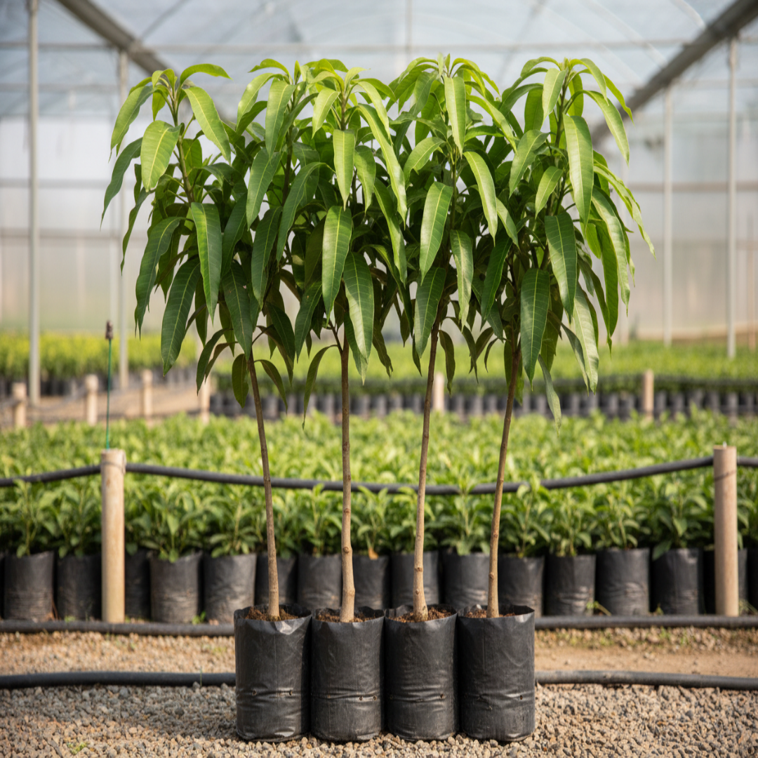 Katimon (Baramasi) Mango Grafted Trees | Plant Store