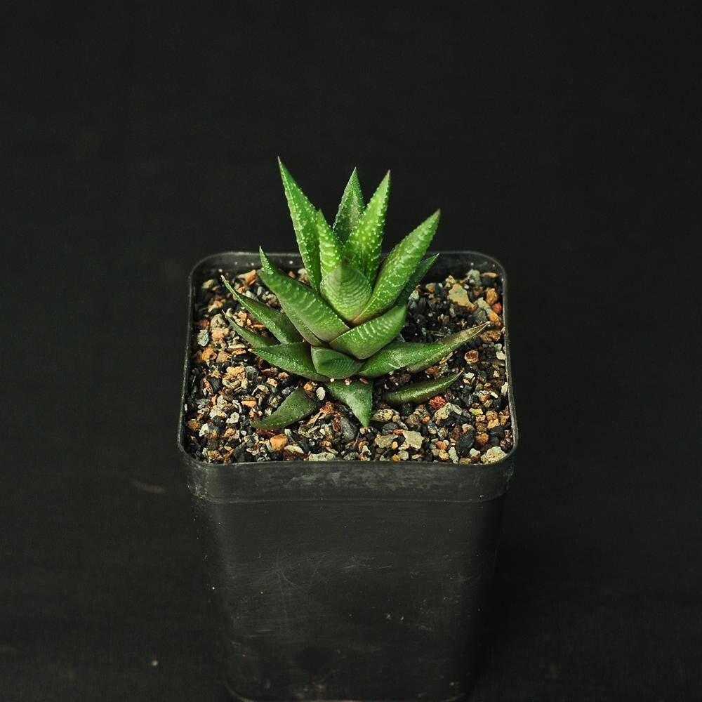 Haworthia Coarctata Succulent with Pot - plant store® 