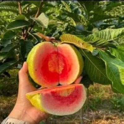 Red Thai King Guava Grafted Fruit Tree