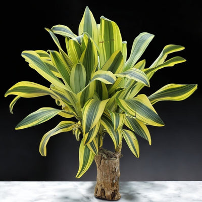 Brazilian Wood Plant - Large Size