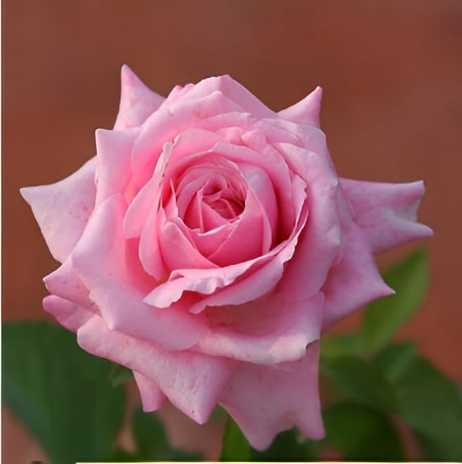 Velvet Rose Hybrid Grafted - Full Grown Plant - plant store® 
