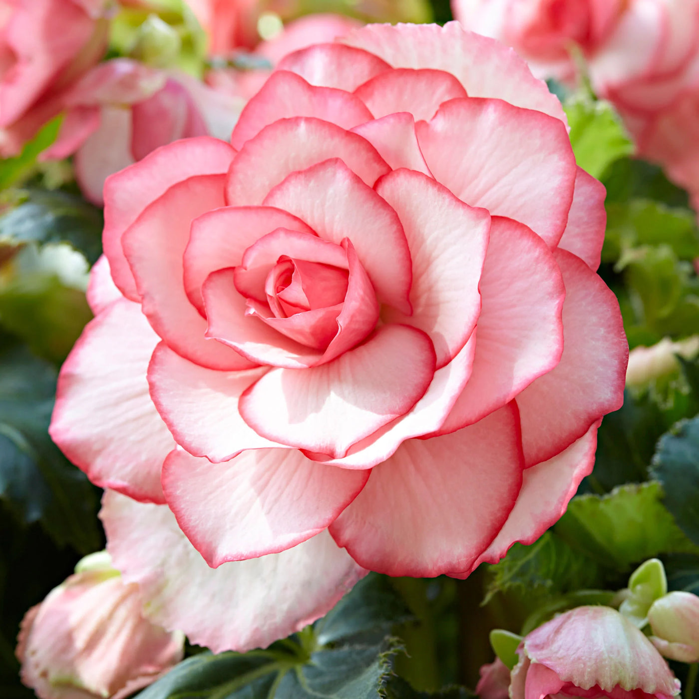 Begonia Double Petal (Mix Colour) Bulbs