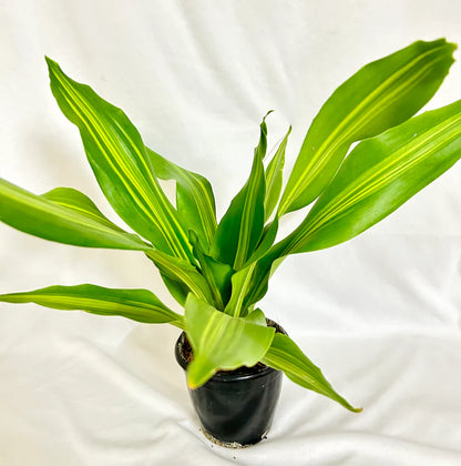 Dracaena Dara Singh Plant