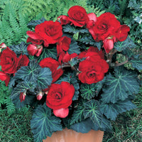 Begonia Double Petal (Mix Colour) Bulbs