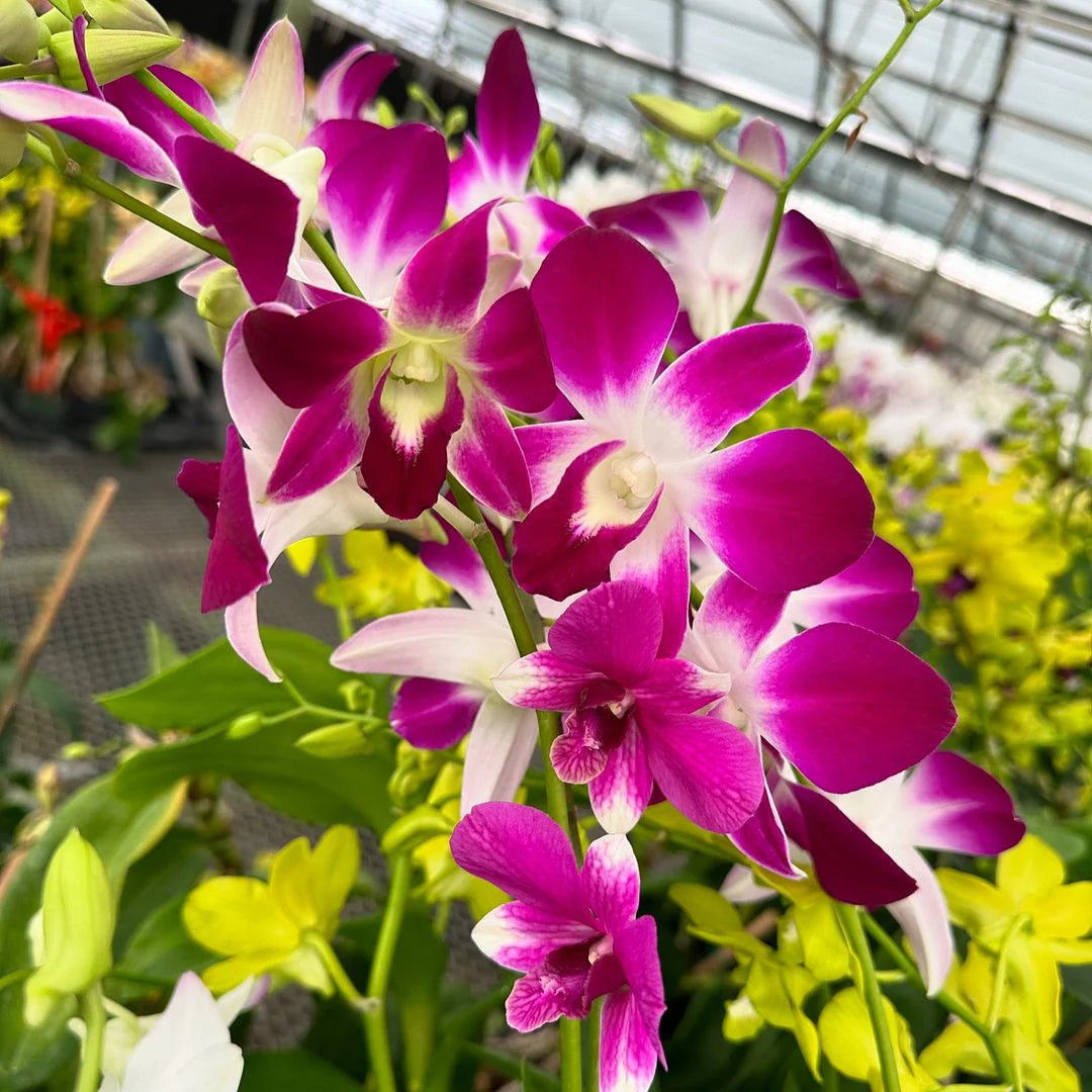 Orchid - Dendrobium Erasakul Rot Gold (Blooming Size) - plant store® 