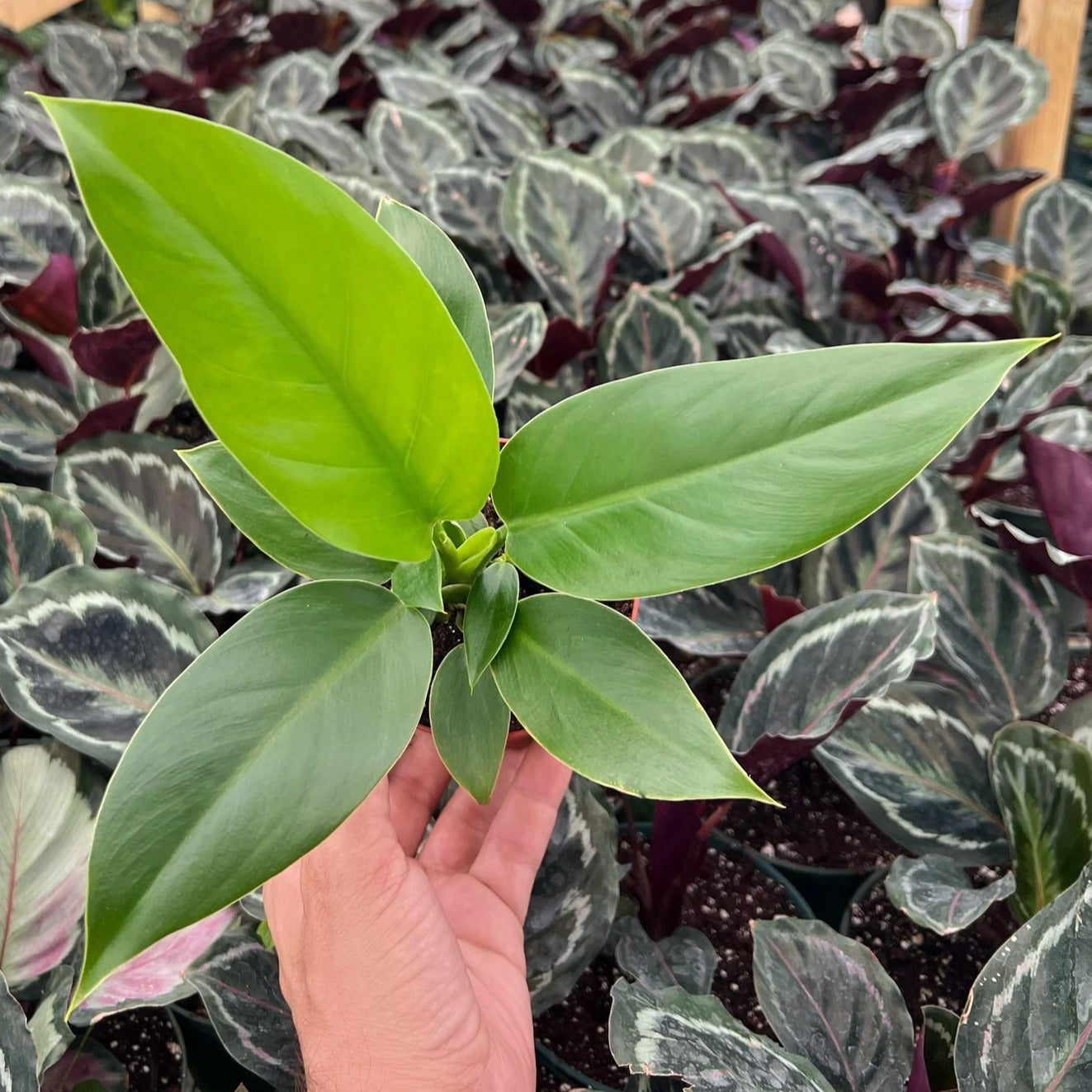 Philodendron Imperial Green