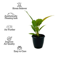 Philodendron Narrow Escape - plant store® 